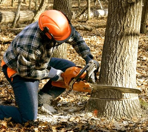 Tree Removal in Simpson, KS